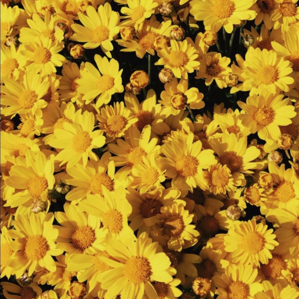 Meet your Posher, Josephine